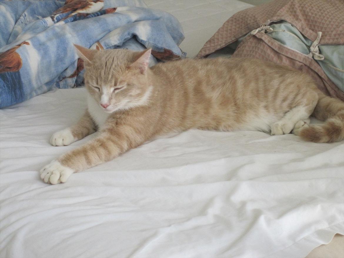 Blanding af racer Gismo billede 3