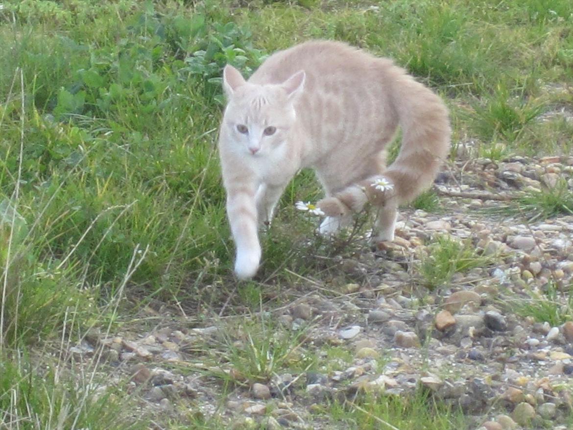 Blanding af racer Gismo billede 7