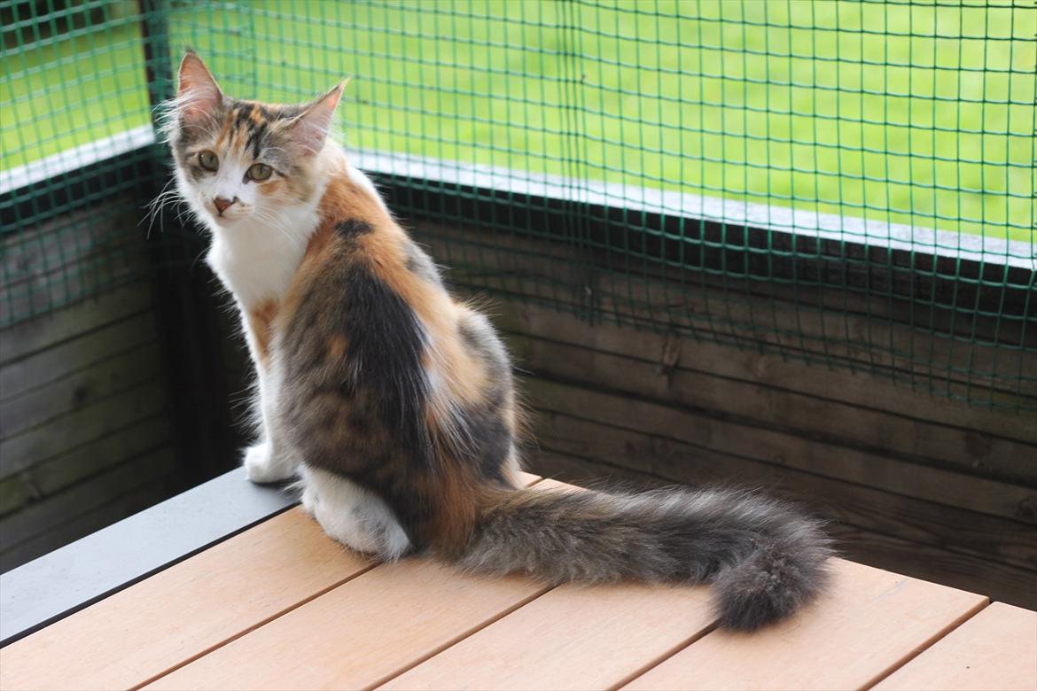 Norsk Skovkat DK Kimbo's Daim billede 10