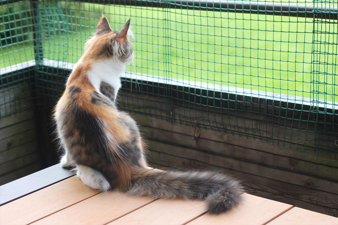 Norsk Skovkat DK Kimbo's Daim billede 11