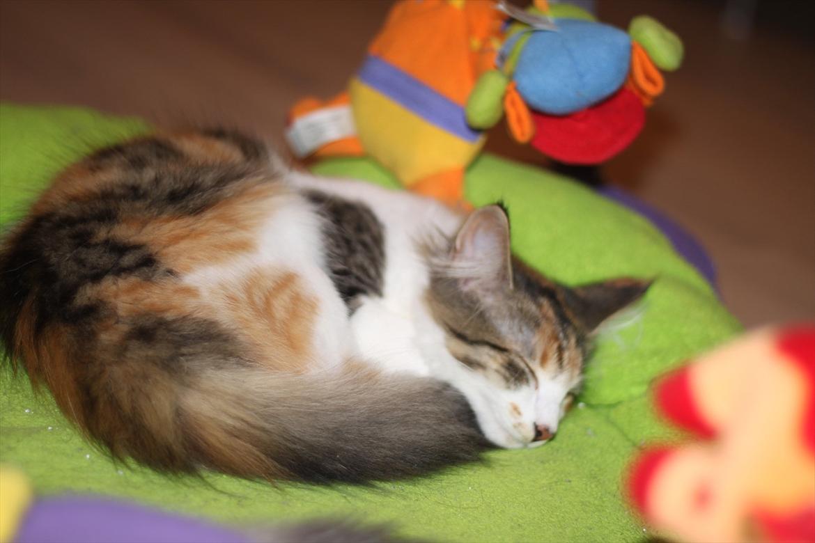 Norsk Skovkat DK Kimbo's Daim billede 12