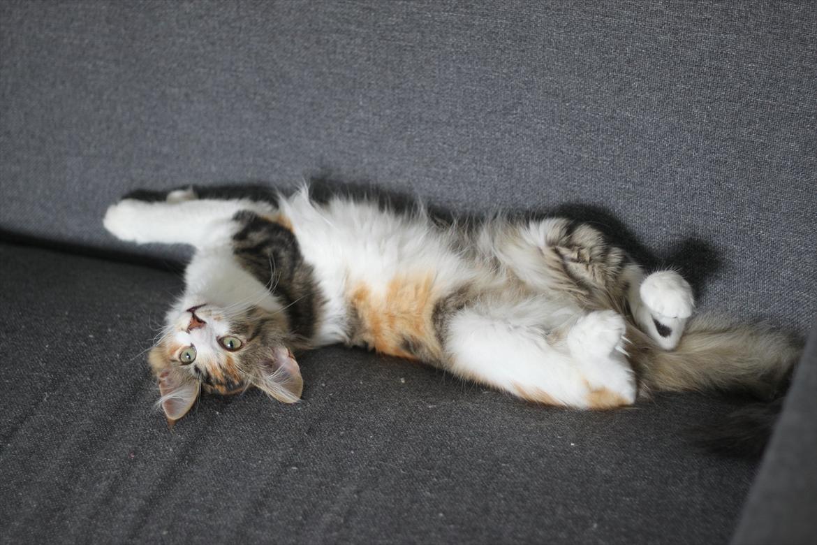 Norsk Skovkat DK Kimbo's Daim billede 13