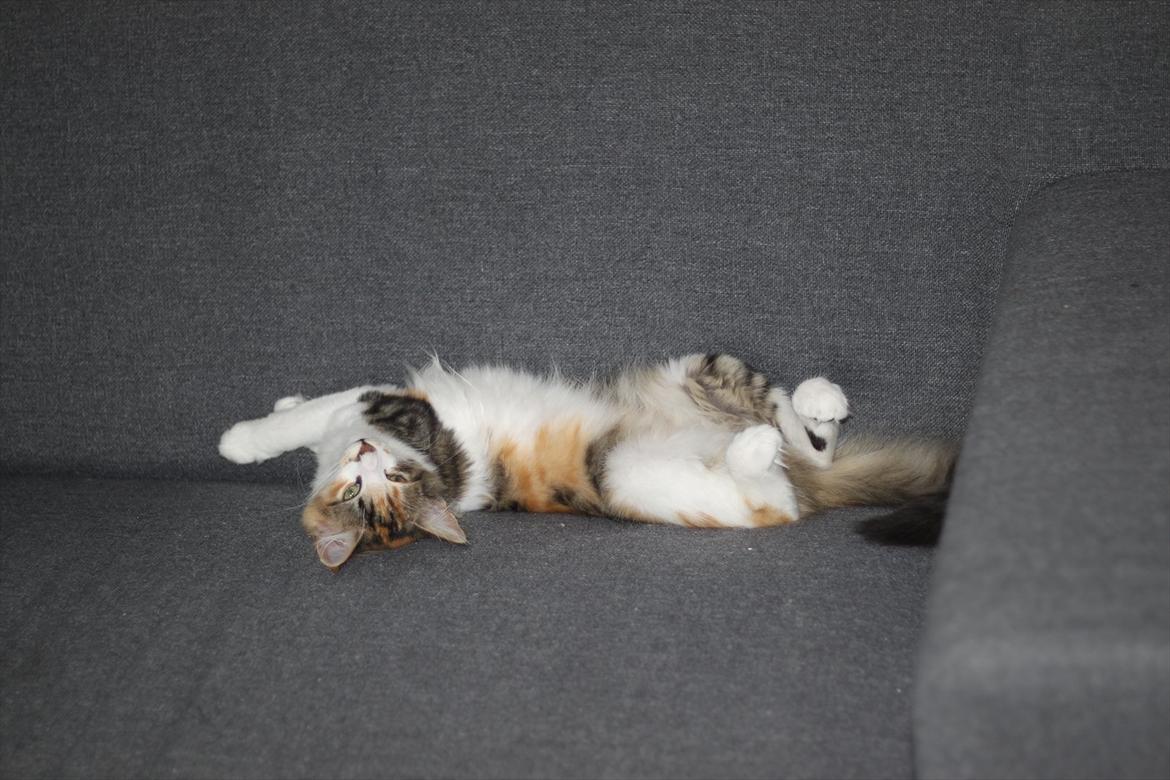 Norsk Skovkat DK Kimbo's Daim billede 14