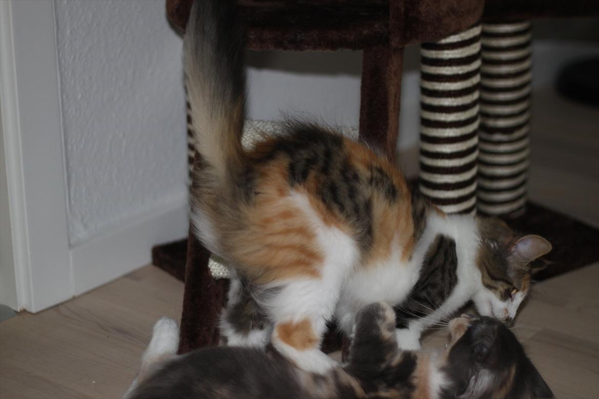 Norsk Skovkat DK Kimbo's Daim billede 15