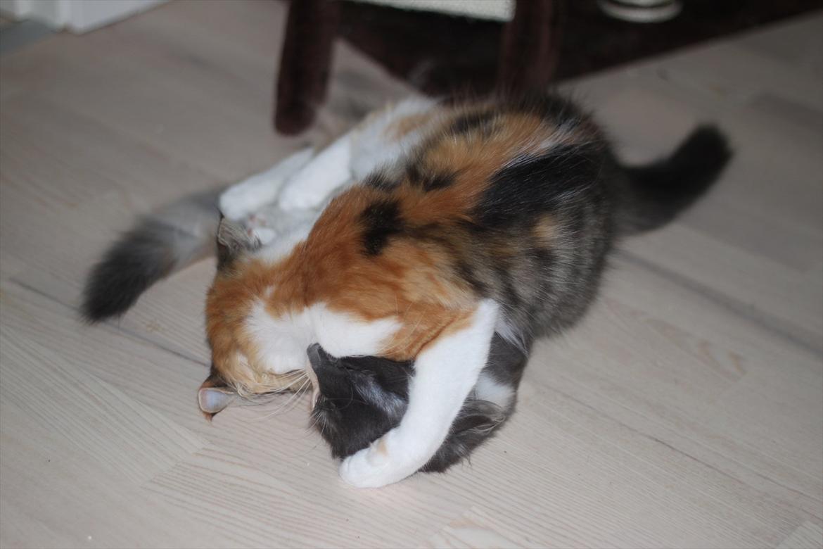 Norsk Skovkat DK Kimbo's Daim billede 16