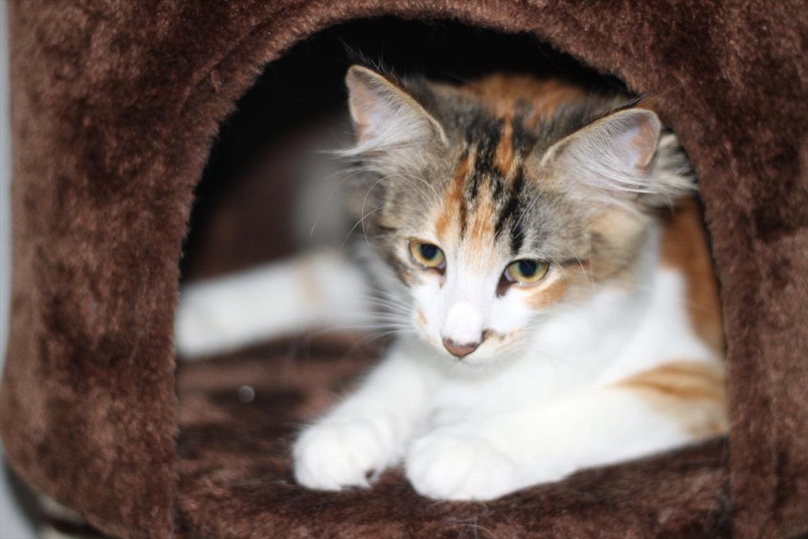 Norsk Skovkat DK Kimbo's Daim billede 17