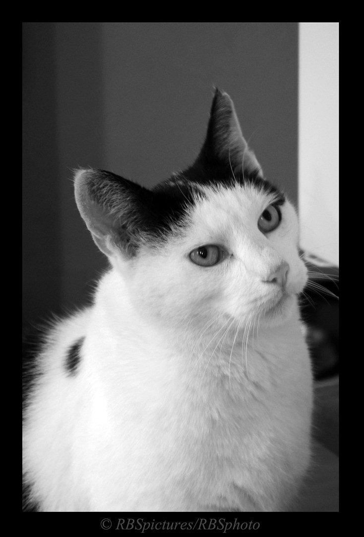 Huskat Max Sørensen billede 9