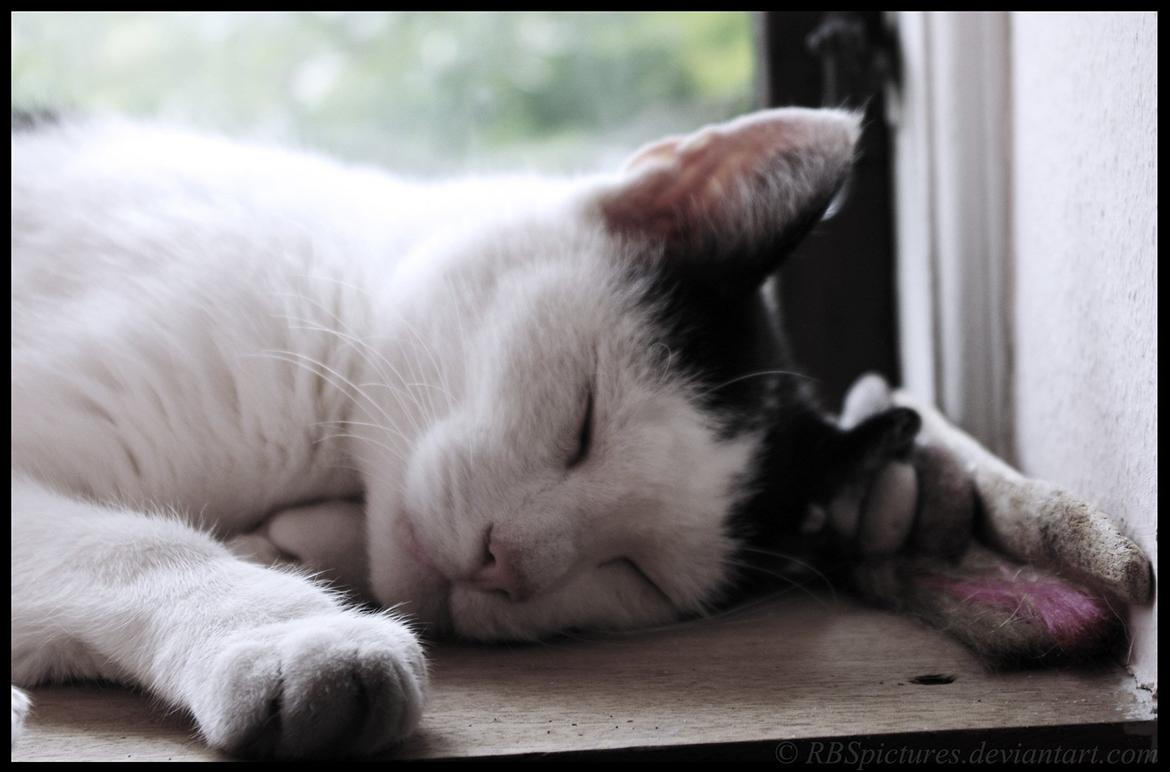 Huskat Max Sørensen billede 10