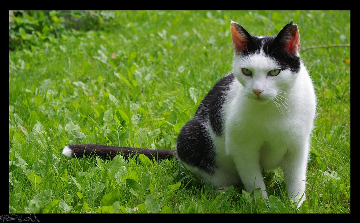 Huskat Max Sørensen billede 11