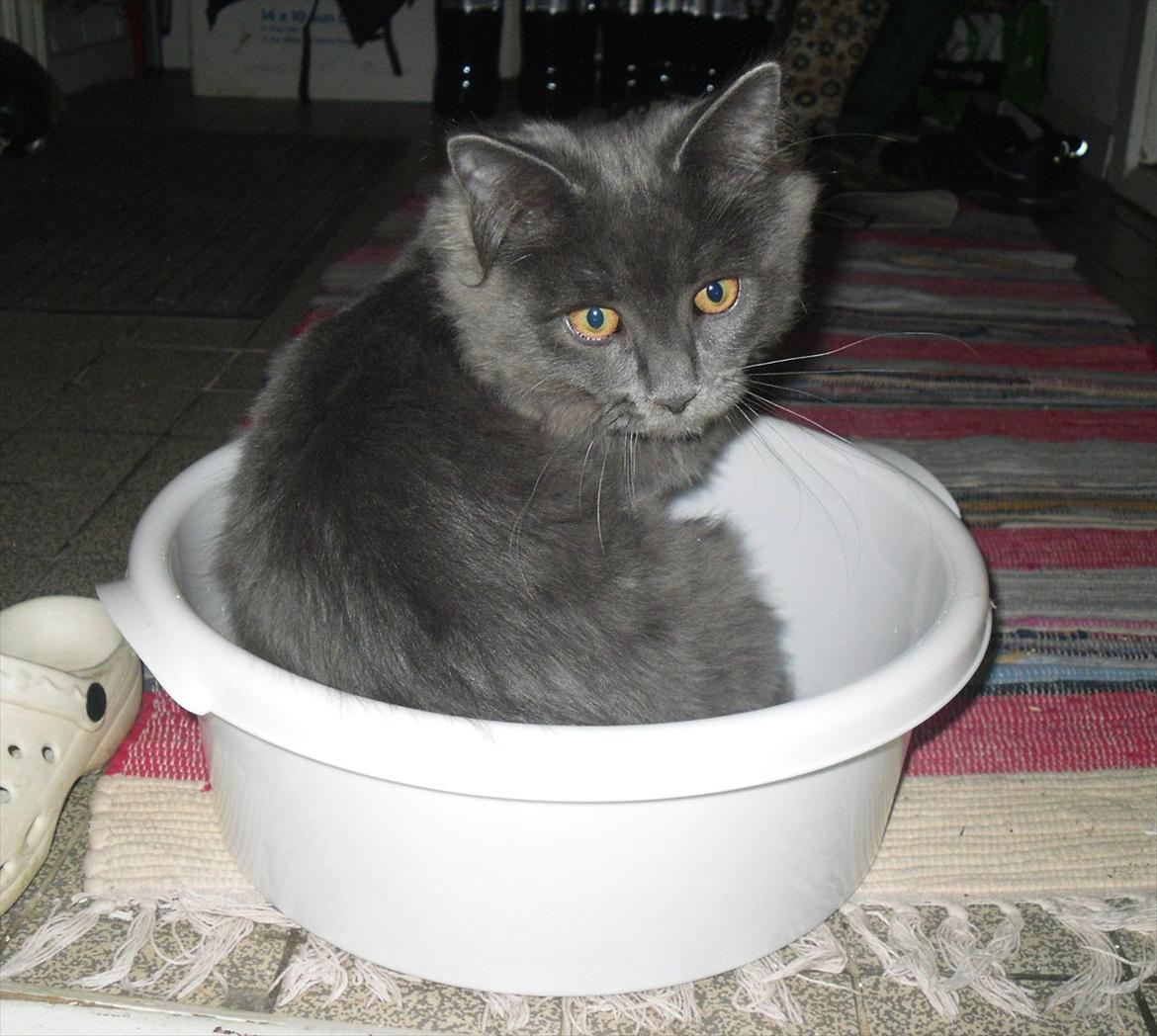 Blanding af racer Mille billede 19