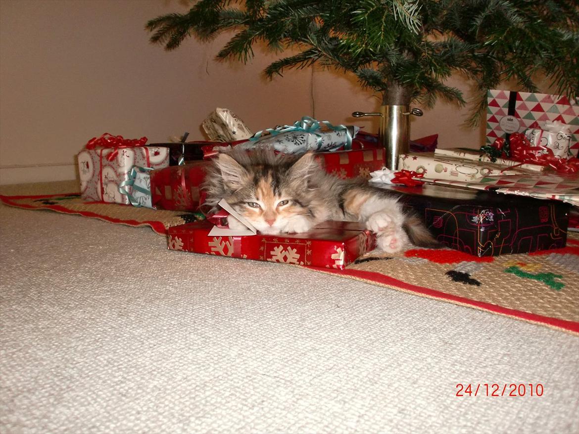 Maine Coon Sakagewea - Vores Julegris  billede 9