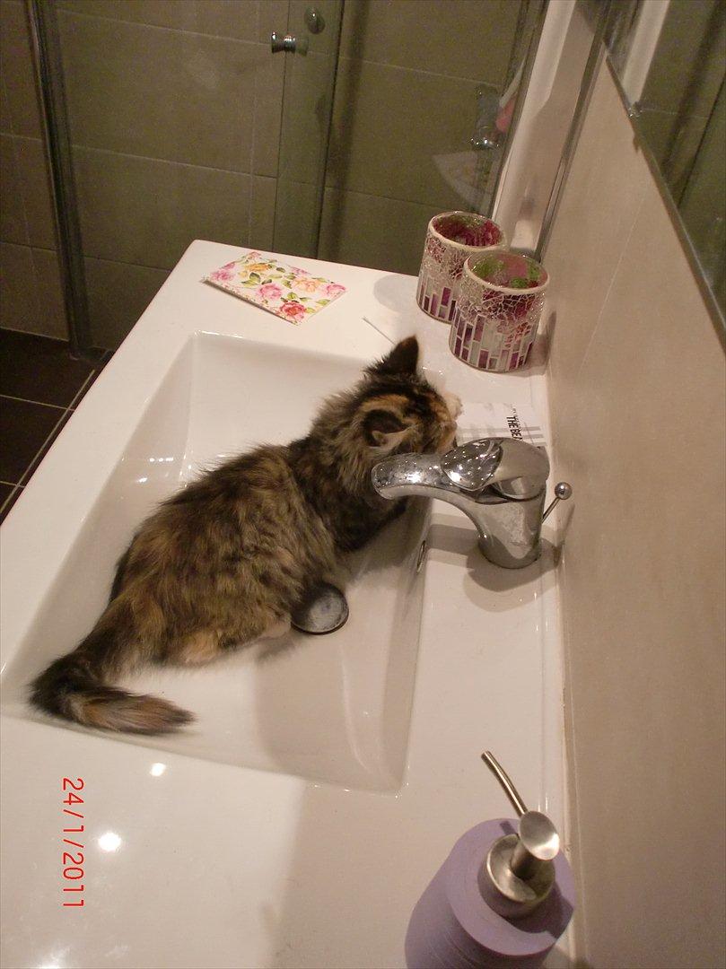 Maine Coon Sakagewea - Vandhunden kan slet ikke få nok :) billede 10