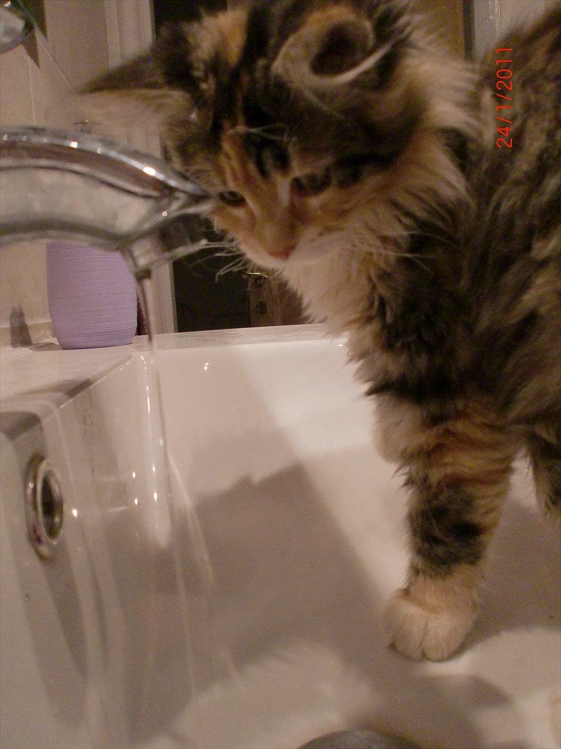 Maine Coon Sakagewea - Elsker vand billede 11