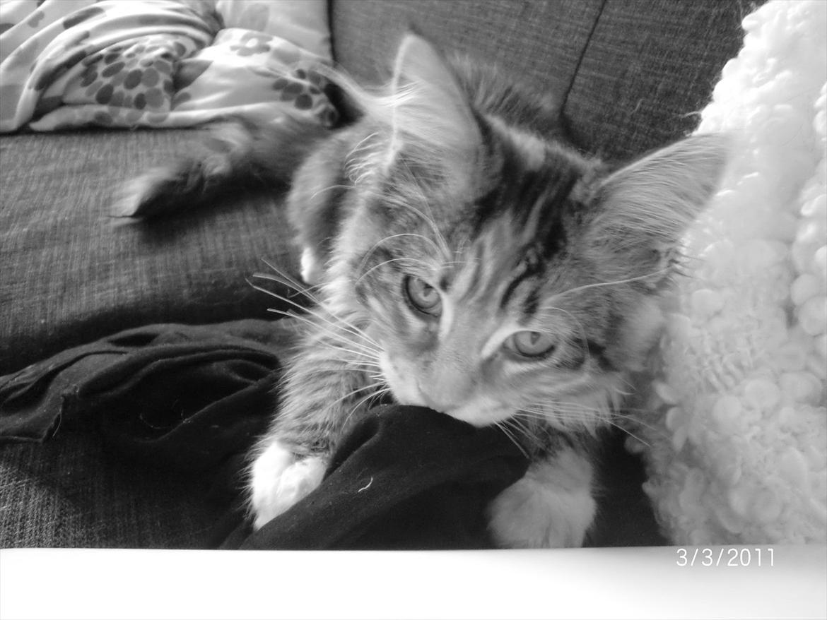 Maine Coon Sakagewea billede 13