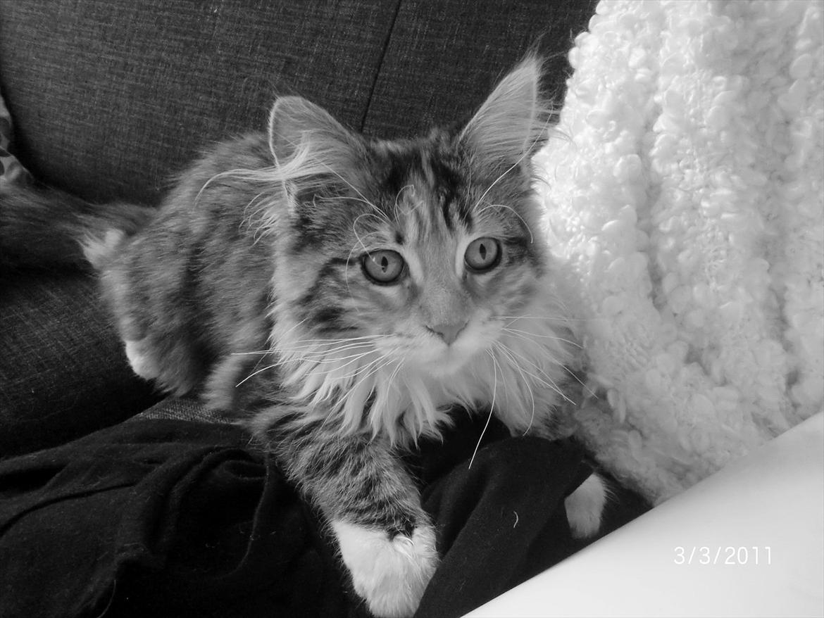 Maine Coon Sakagewea - Dejlige SakaTju billede 14