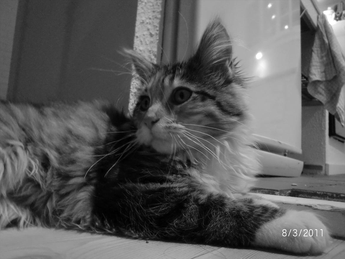 Maine Coon Sakagewea - Vores smukke mis billede 15