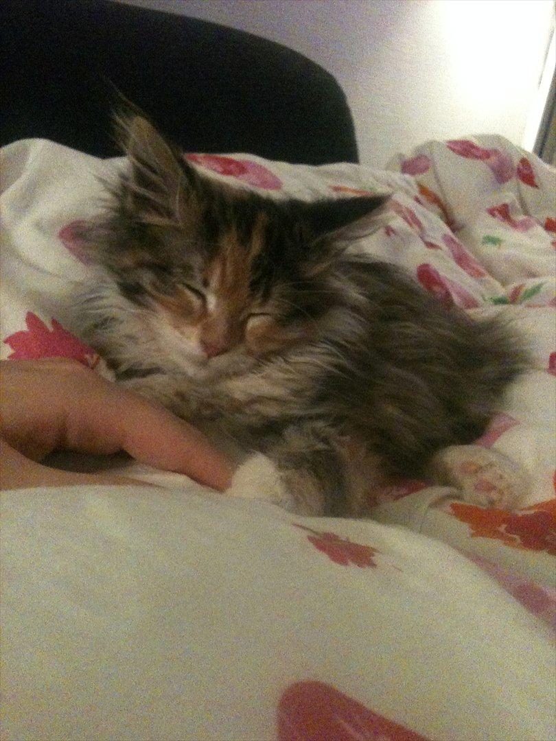 Maine Coon Sakagewea billede 12