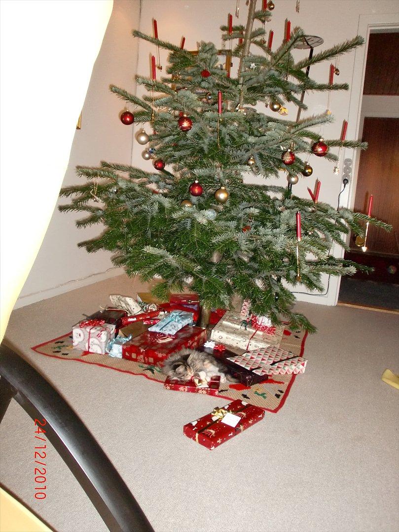 Maine Coon Sakagewea billede 8