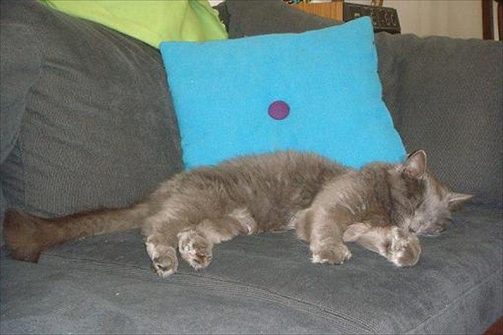 Maine Coon Topper - Tid til en lille lur billede 1