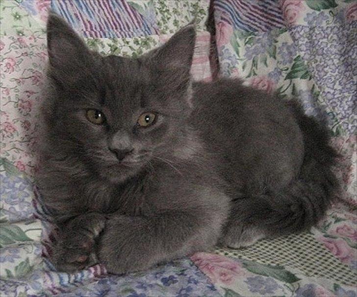 Maine Coon Topper billede 2