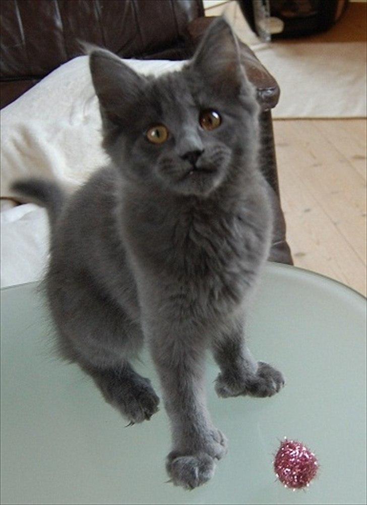 Maine Coon Topper billede 3