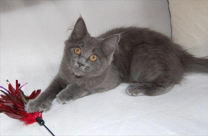 Maine Coon Topper billede 4