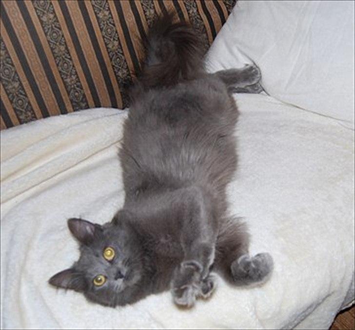 Maine Coon Topper billede 5