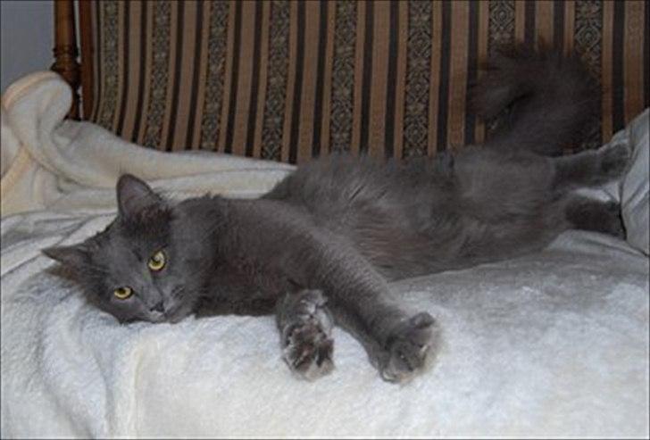 Maine Coon Topper billede 6