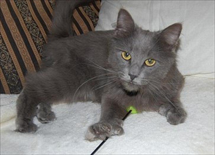 Maine Coon Topper billede 7