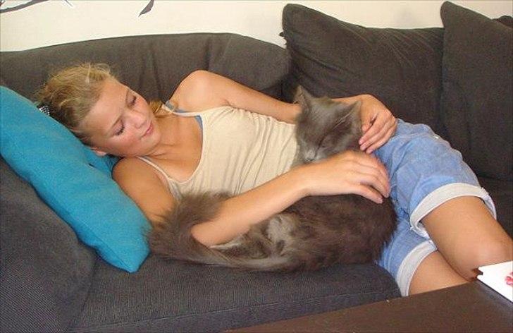 Maine Coon Topper - Der er intet som at ligge og putte billede 8