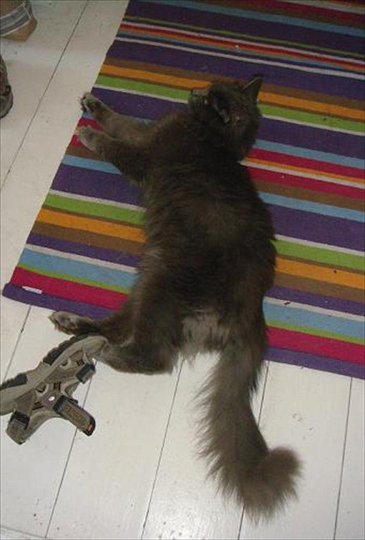 Maine Coon Topper billede 9