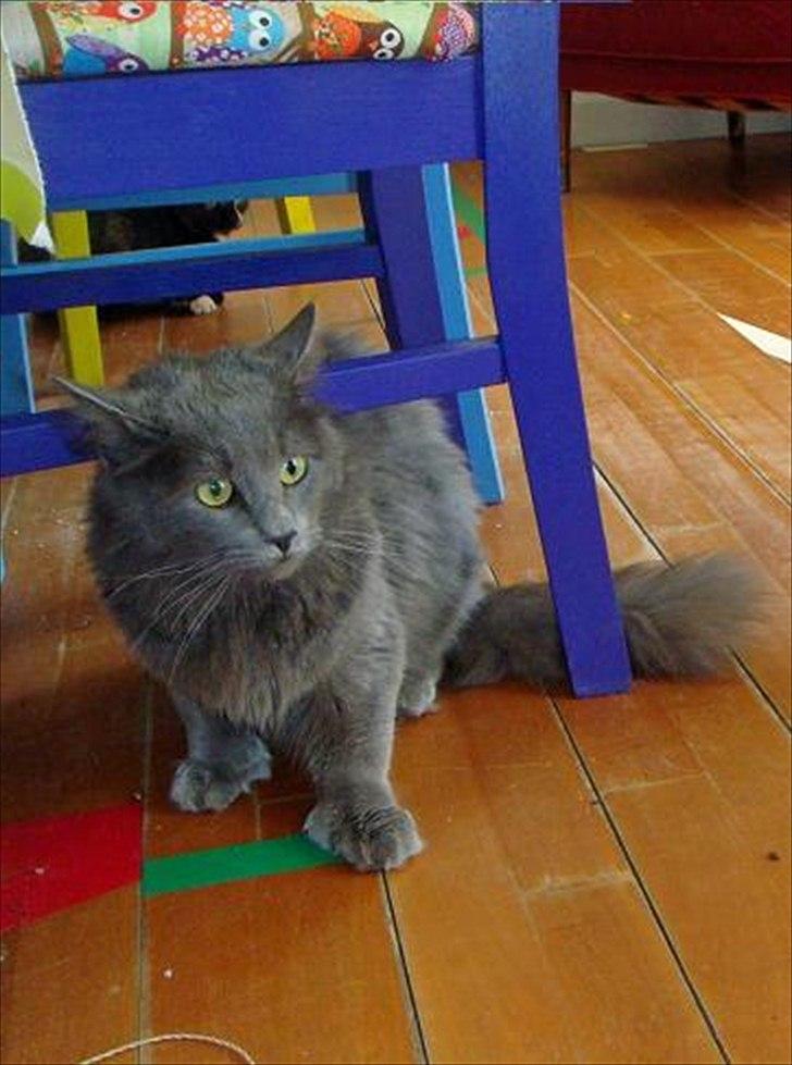 Maine Coon Topper billede 10