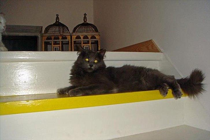 Maine Coon Topper billede 11