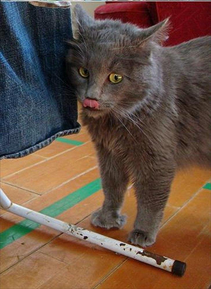 Maine Coon Topper - Mmmm, det smagte godt billede 12