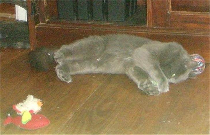 Maine Coon Topper - Haps, jeg har dig billede 13