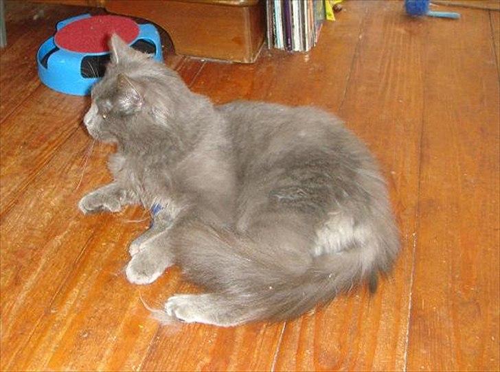 Maine Coon Topper billede 14