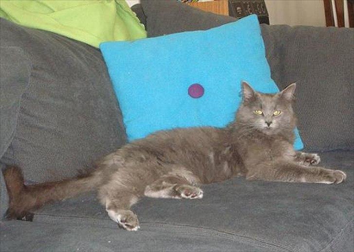 Maine Coon Topper billede 15