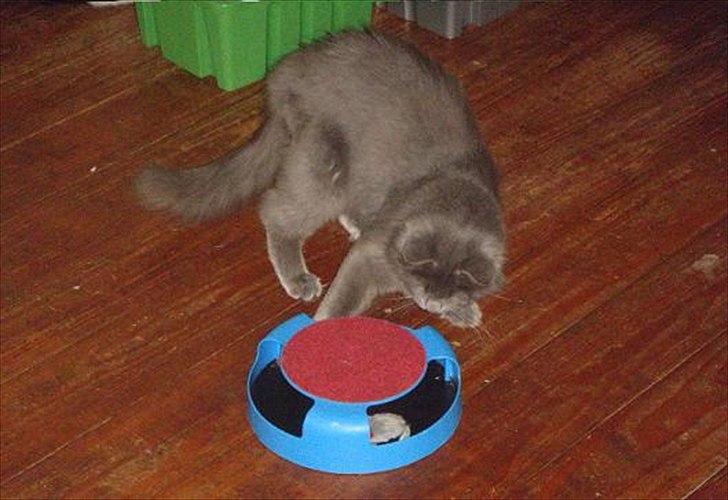 Maine Coon Topper - Kom så her din lille mus, så jeg kan fange dig billede 16