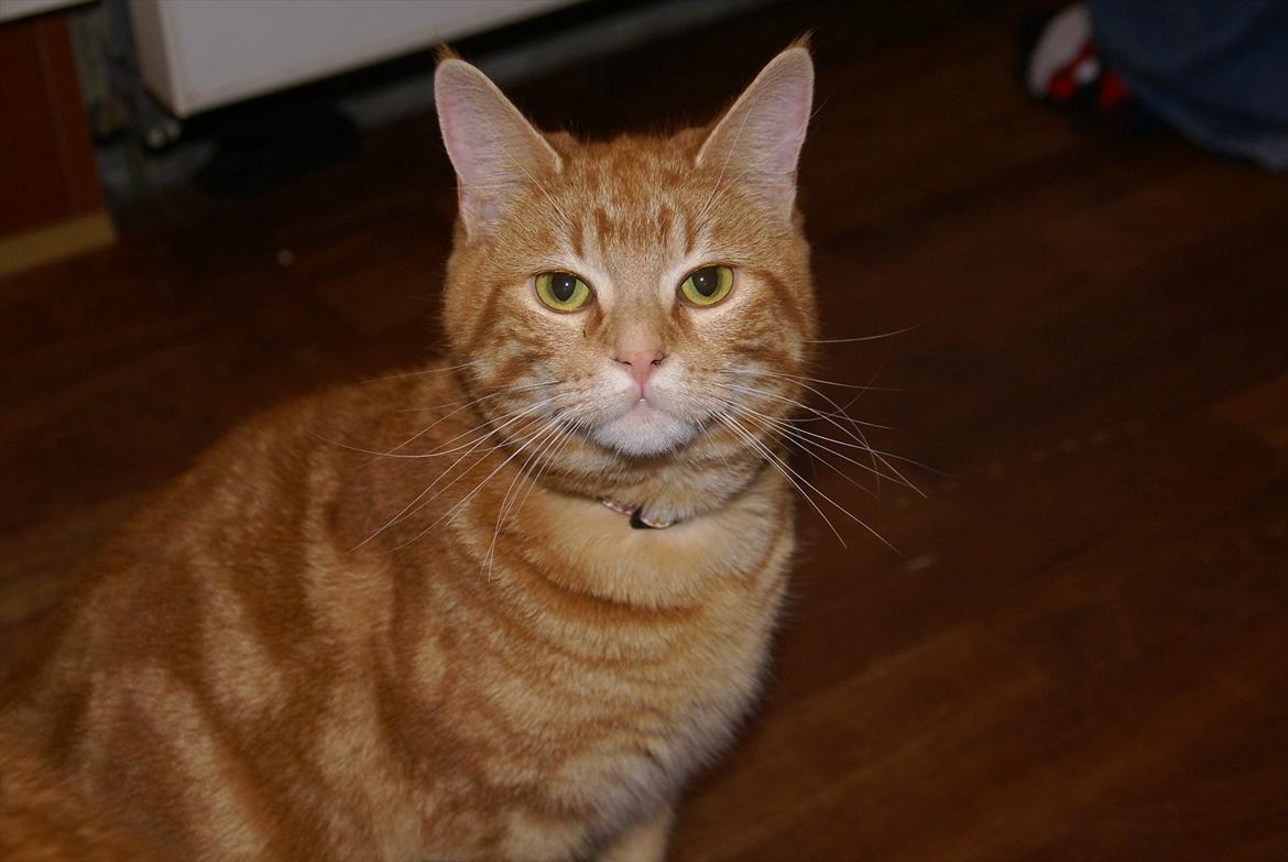 Huskat Bella billede 1