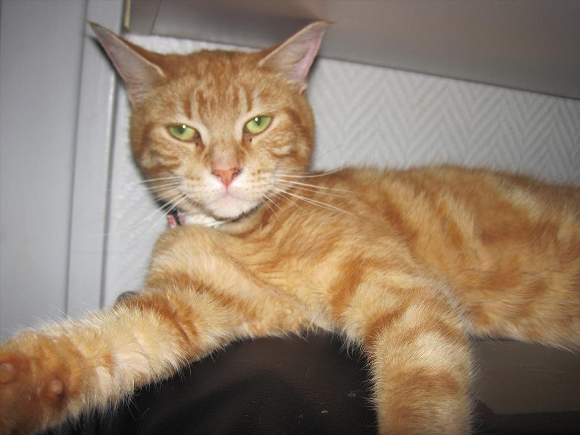 Huskat Bella billede 2