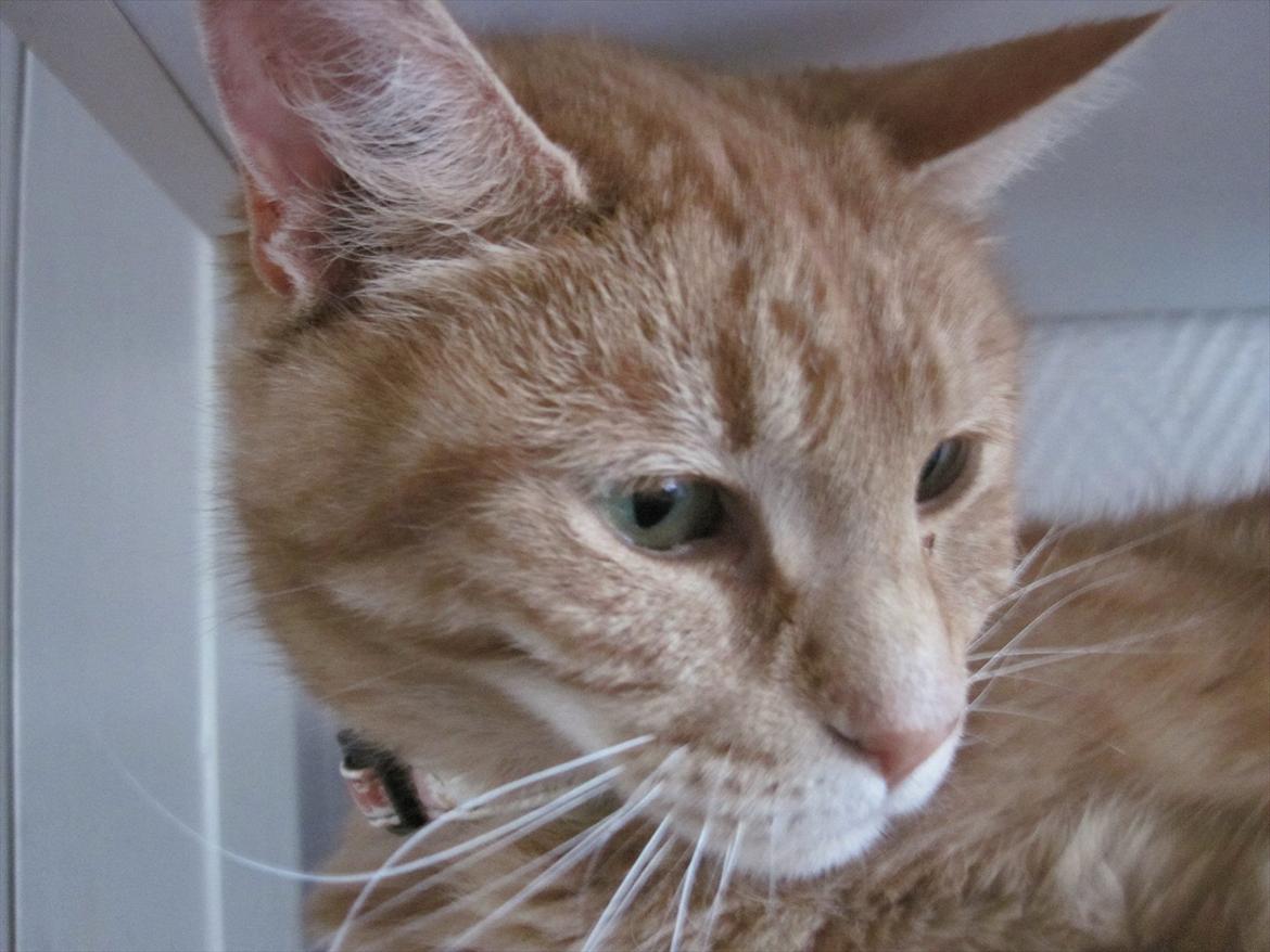 Huskat Bella billede 3