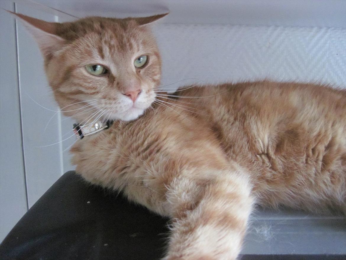 Huskat Bella billede 4