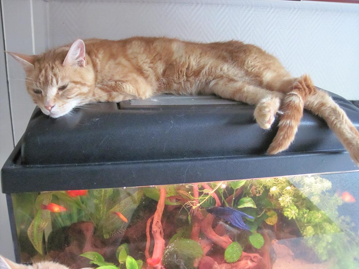 Huskat Bella billede 5