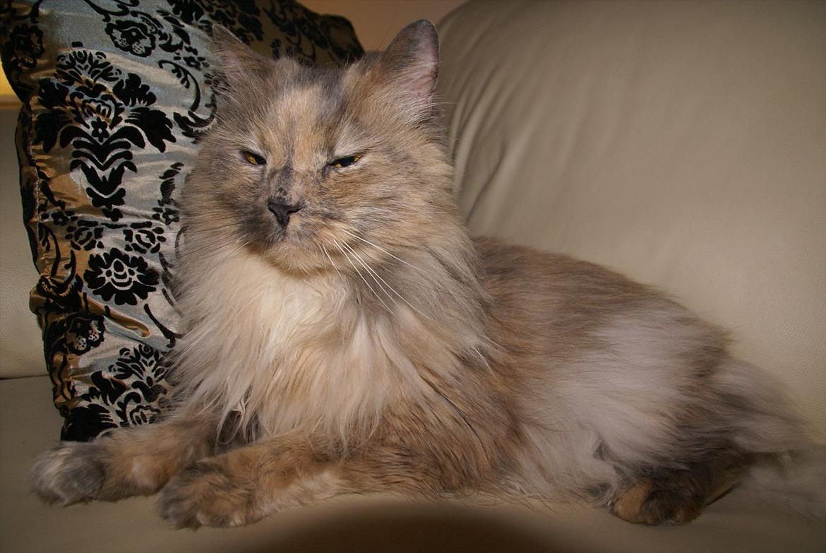 Blanding af racer Tulle billede 1