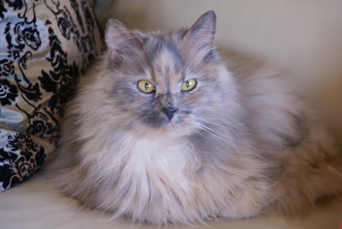 Blanding af racer Tulle billede 2