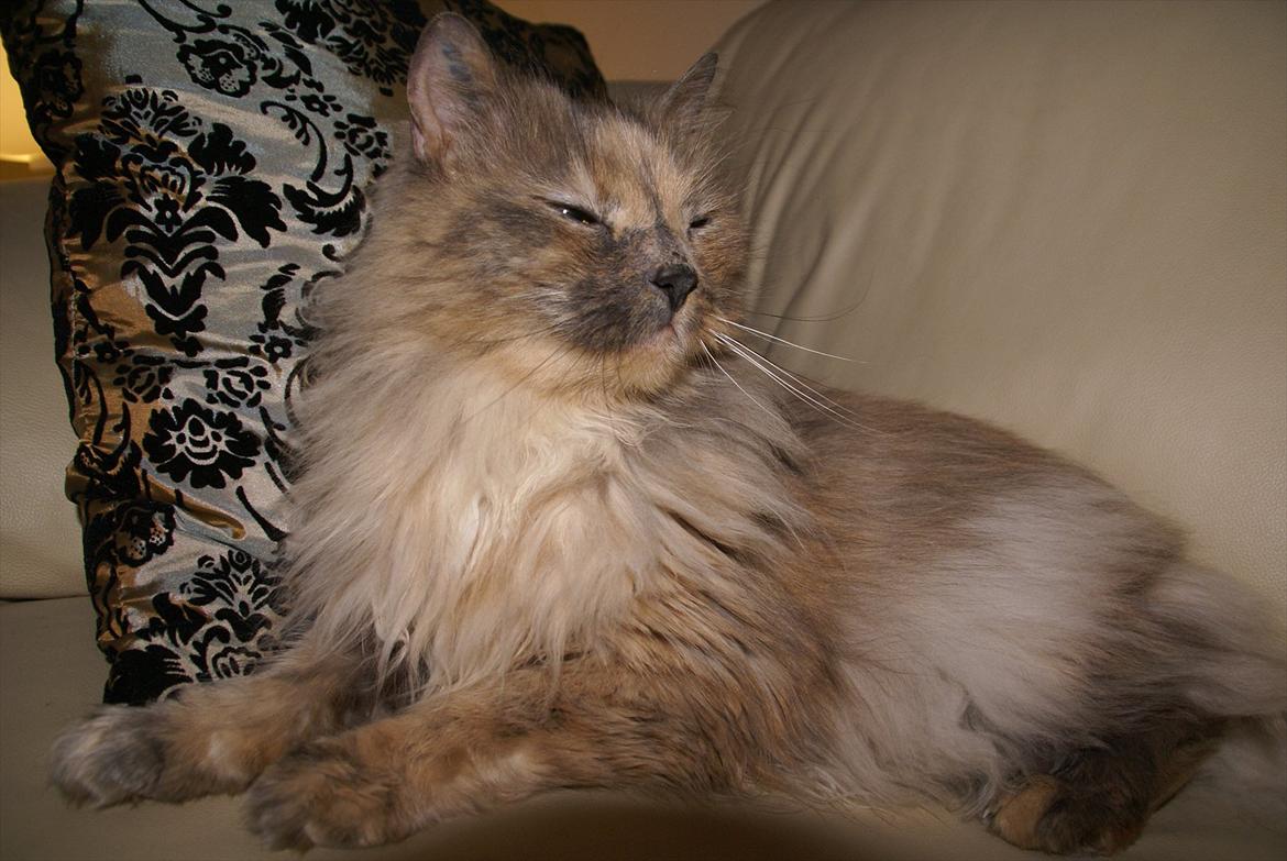 Blanding af racer Tulle billede 3