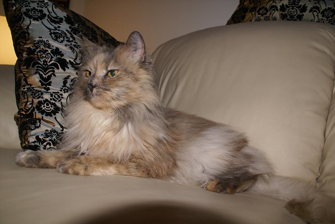 Blanding af racer Tulle billede 4