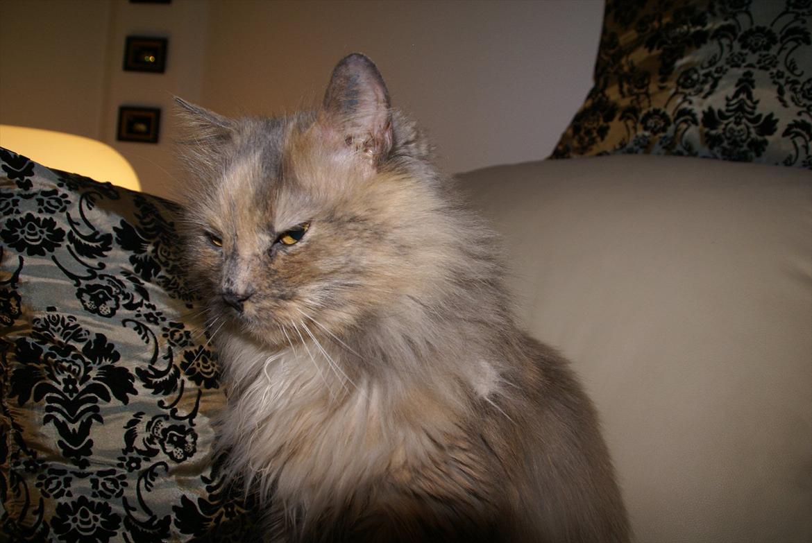 Blanding af racer Tulle billede 5