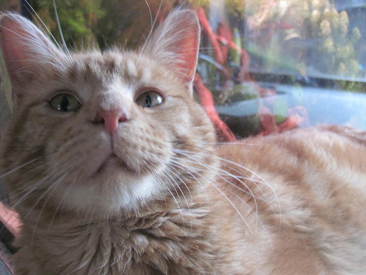 Huskat Big Buddha billede 2