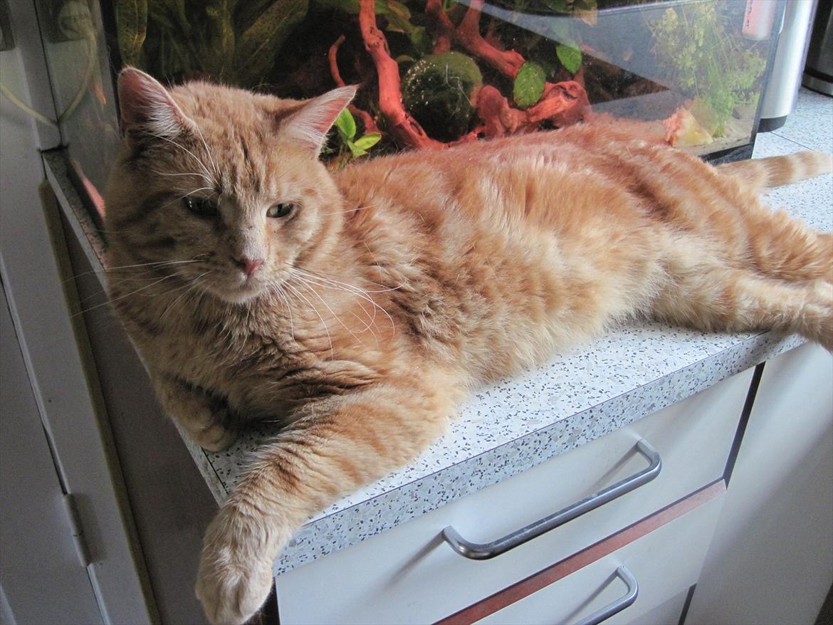 Huskat Big Buddha billede 3